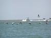 SundownIsland > Another boat load of volunteers arrive in the Audubon boat, the Egret II. (Photo credit: Hannah Olson)