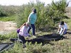 SundownIsland > (L to R)  Devon volunteers Molly and  Brenda Eskelson and Jennifer White roll out plastic sheeting for a new tree plot. (Photo credit: Hannah Olson)