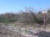 SundownIsland > Plot #2... finished!  (Photo credit: Steve Tripp)
