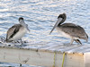 SundownIsland > Two very young juvenile Brown Pelicans.  Pelicans were still nesting on the island into June this year.  These look like they might be part of the last group. (Photo credit: Steve Tripp)