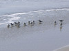 SundownIsland > Sanderlings on the West shore of the island. (Photo credit: Steve Tripp)