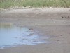 SundownIsland > A lone Semipalmated Sandpiper.  This is one of Sundown Island's annual migratory visitors. (Photo credit: Hannah Olson)