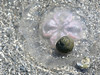 SundownIsland > Moon Jelly with friends. (Photo credit: Steve Tripp)