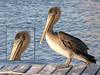SundownIsland > Juvenile Brown Pelican with hook in his bill. Fisherman...watch your lines!  They can be hazardous to birds and other critters.