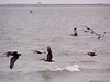 SundownIsland > Hannah Olson captured this group of Brown Pelicans flying by, checking us out as we were unloading the boats.
