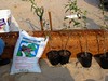 SundownIsland > New trees were donated by Dr. Lin from Formosa to be planted along the edge of the new pond.