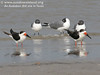 SundownIsland > There were a fair number of Black Skimmers (orange and black bill) on the North end of island, shown with the sleepy Laughing Gulls in the background.
