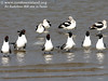 SundownIsland > These Laughing Gulls were quite annoyed at the photographer.  The American Avocets behind them seem to be unbothered by the rucus.