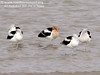 SundownIsland > American Avocets are regular winter visitors to the island.  This group wanted to take a snooze, but had one eye open, watching the photographer.