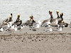 SundownIsland > This group of adult Pelicans were hanging out on the North end of the island.  Notice the two Pelicans with the red neck.  There are probably 15 to 20 of these on the island now.