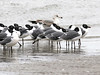 SundownIsland > Notice the juvenile Ring-billed Gull in the background.  The plumage is typical of the bird's first winter.