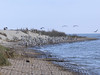 SundownIsland > Pelican rookery, northeast end of the island.  (photo by Steve Tripp)