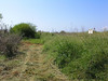 SundownIsland > The path to Devon Plot #2.  The large vegetation in the background is about 3 years old and contains numerous abandoned nests.  (photo by Steve Tripp)