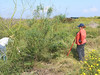 SundownIsland > Brenda and Hanna Eskelson pull weeds from around older test plot plants, a vital part of maintaining the introduced vegetation...A TOUGH JOB WELL DONE!!  (photo by Steve Tripp)