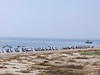 SundownIsland > Pelicans and fishermen co-exist peacefully on Sundown Island.  Fishermen are respectful of the bird sanctuary and do not come ashore.  (photo by Steve Tripp)