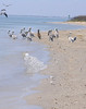 SundownIsland > East shore, Sundown Island.  Sundown Island had a long breeding season this year.  Notice the nearly all brown juvenile pelican in the background.  (photo by Steve Tripp)