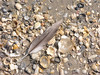 SundownIsland > East shore, Sundown Island, October 2006 with pelican feather on top of shells.  (photo by Steve Tripp)