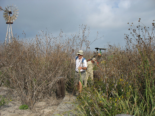 SundownIsland > Bill Parker and Chester Smith make their way through the tall weeds, mostly dead Silver Leaf Sunflowers. (photo by Peggy Wilkinson)