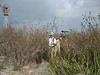 SundownIsland > Bill Parker and Chester Smith make their way through the tall weeds, mostly dead Silver Leaf Sunflowers. (photo by Peggy Wilkinson)