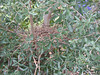 SundownIsland > Typical nest found in the trees planted on the island.   Most of the nests are resused or refurbished each Spring. (photo by Peggy Wilkinson)