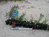 SundownIsland > Potted trees ready for transplatting into two new tree plots, donated by Devon. (photo by Peggy Wilkinson)