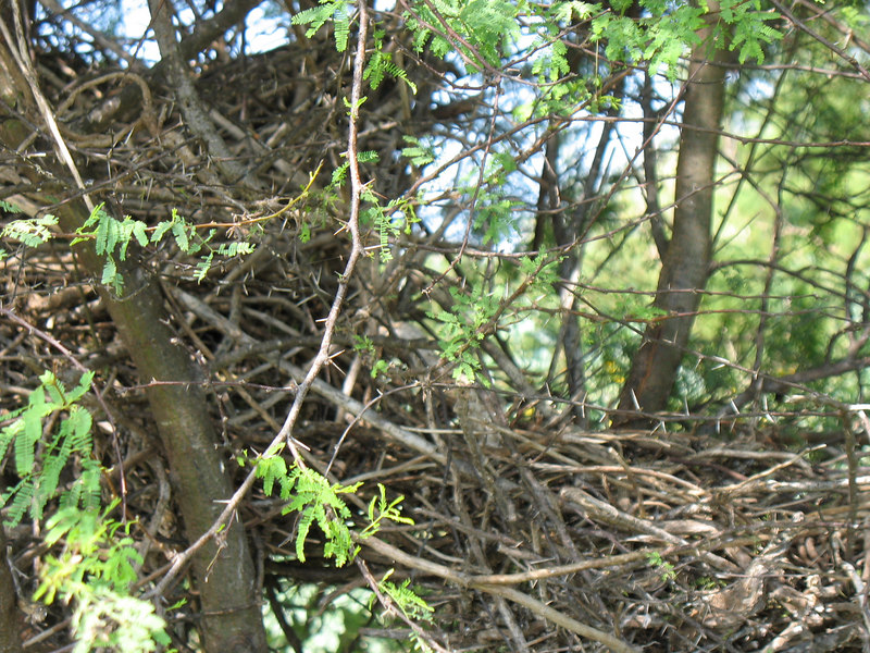 SundownIsland > Closer image of the nests found in this area. (photo by Peggy Wilkinson)
