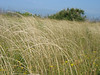 SundownIsland > This meadow is a popular spot for pelicans during breeding season. Walking through the grass is soft and spongey from the sand and matted grass below it. The tree in the background is usually populated with Snowy Egrets, Roseate Spoonbills, Great Blue Herons and Great Egrets.