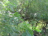 SundownIsland > Some of the new tree growth from prevous tree plots. (photo by Peggy Wilkinson)