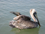 SundownIsland > This injured Brown Pelican was hanging out at Clark's Seafood Restaurant and Marina, trying to survive on the kindness of fisherman. (Photo credit: Hannah Olson)