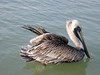 SundownIsland > This injured Brown Pelican was hanging out at Clark's Seafood Restaurant and Marina, trying to survive on the kindness of fisherman. (Photo credit: Hannah Olson)