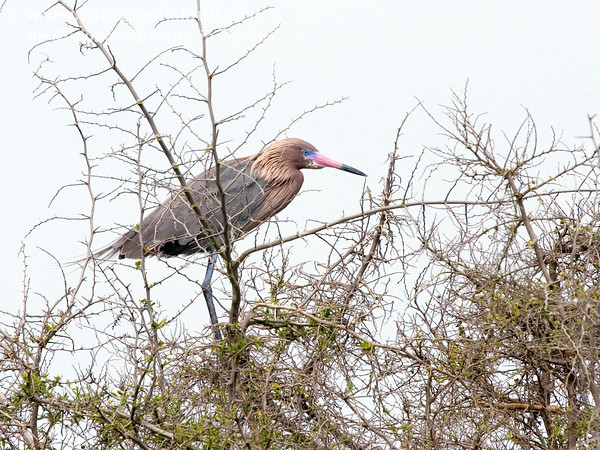 SundownIsland > This Reddish Egret is all decked out in breeding plummage. Note the bright pink bill and the bright blue coloration of the lores (near the eyes). (Photo credit: Diane Nunley).