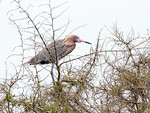 SundownIsland > This Reddish Egret is all decked out in breeding plummage. Note the bright pink bill and the bright blue coloration of the lores (near the eyes). (Photo credit: Diane Nunley).