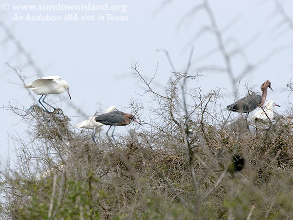SundownIsland > On this group of trees there were three white morph Reddish Egrets with two Reddish Egrets. The White Morphs are generally less numerous, but I was surprised to see so many this year. (Photo credit: Marcy Spears)