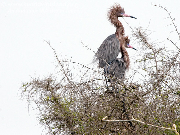 SundownIsland > Reddish Egrets (Photo credit: Marcy Spears)