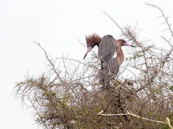 SundownIsland > Reddish Egrets (Photo credit: Marcy Spears)