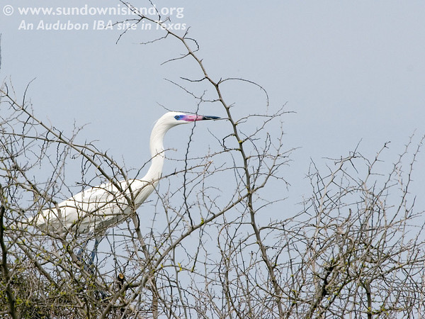 SundownIsland > White morph Reddish Egret. Note the bright blue lores and bright pink bill. Stunning! (Photo credit: Marcy Spears)