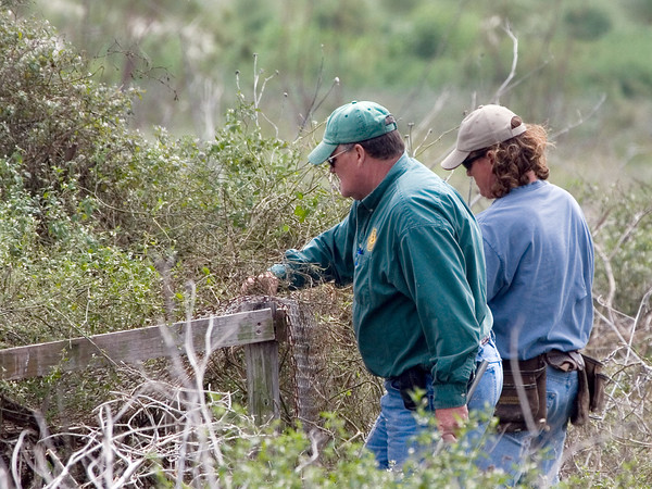SundownIsland > Rob Muir (front) and Kyle Haley prepare to pull off the fencing on this nesting stand.  (Photo credit: Marcy Spears)