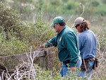 SundownIsland > Rob Muir (front) and Kyle Haley prepare to pull off the fencing on this nesting stand.  (Photo credit: Marcy Spears)