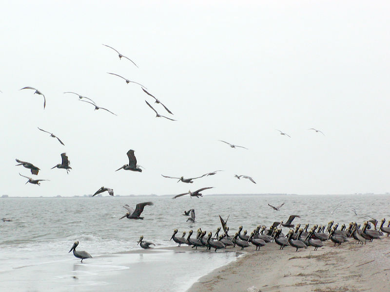 SundownIsland > A group of mostly adult Brown Pelicans in breeding plumage hung out on the East side of the island on workday.  Mostly, they were just waiting for us to leave. (Photo credit: Rebeka Olson)