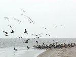 SundownIsland > A group of mostly adult Brown Pelicans in breeding plumage hung out on the East side of the island on workday.  Mostly, they were just waiting for us to leave. (Photo credit: Rebeka Olson)