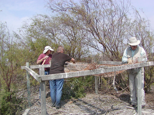 SundownIsland > Ed Olson (red), Doug Wilkinson (brown) and Mark Elwonger (tan) remove the fencing from another nesting stand. (Photo credit: Rebeka Olson)