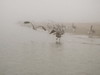 SundownIsland > It was so foggy when the Audubon volunteers arrived for workday, that you could barely see the pelicans along the shoreline. Photo credit: Andrew C. Kasner