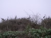 SundownIsland > Great-blue Herons were busy setting up nests. Photo credit: Andrew C. Kasner