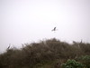 SundownIsland > A Great-blue Heron flys over one of the prime nesting spots on the island. Photo credit: Andrew C. Kasner