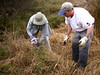 SundownIsland > Susan Houston and David Newstead clear dead grass to uncover some brush plantings. Photo credit: Andrew C. Kasner