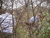SundownIsland > Randy Schoen and Annie Brown make their way through the thick undergrowth on the island. Photo credit: Andrew C. Kasner