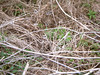 SundownIsland > Looking up at the birds is always fun, but don't forget to look down and watch where you are walking.  Can you spot the rattlesnake in this photo? Photo credit: Andrew C. Kasner
