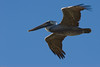 SundownIsland > Flying over us during lunch is a young juvenile brown pelican whose adult feathers are starting to come in.  Photo credit: Marcy Crowe Spears