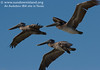 SundownIsland > Three juvenile brown pelicans fly over as the volunteers are arriving.   Photo credit: Marcy Crowe Spears