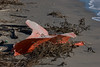 SundownIsland > This was typical of the trash along the beach.  Some of it was so deeply buried, picking it up would have required some muscle and a shovel.   Photo credit: Marcy Crowe Spears